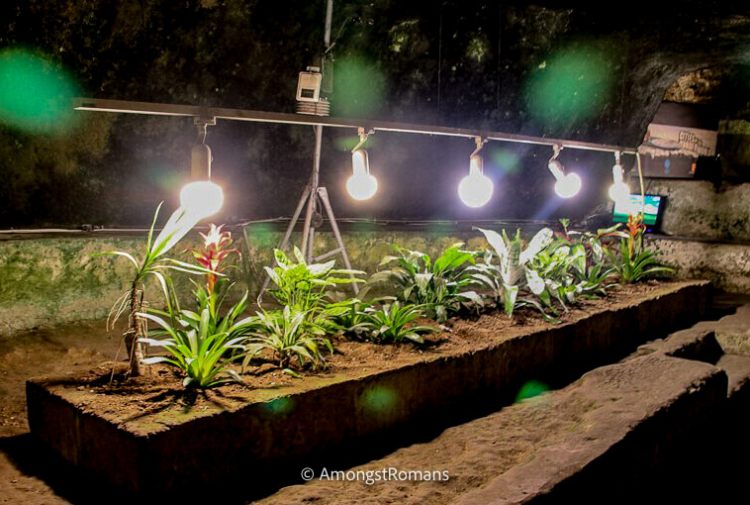plant growing under lamps