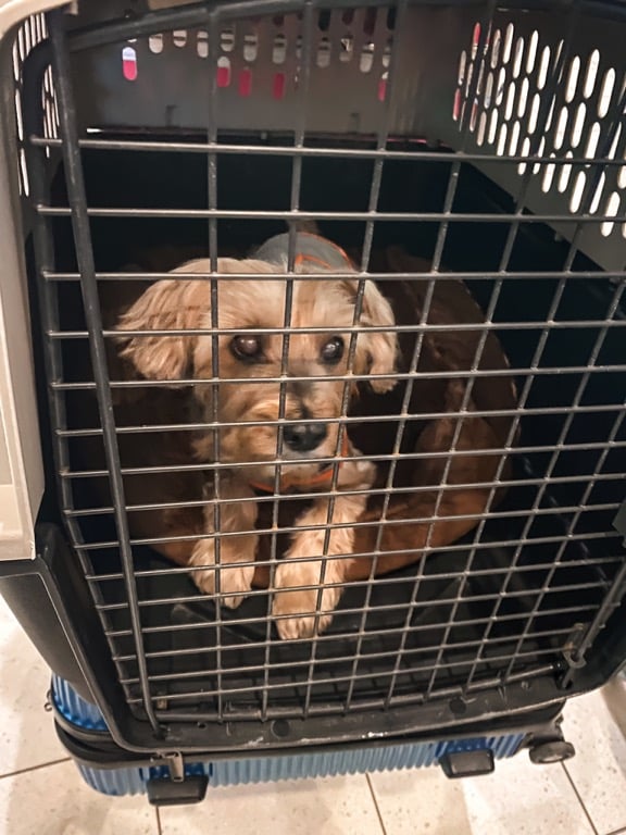 Moving to Italy with a Dog: Expat Relocation Guide italy with a dog