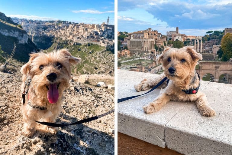 Moving to Italy with a Dog: Expat Relocation Guide italy with a dog
