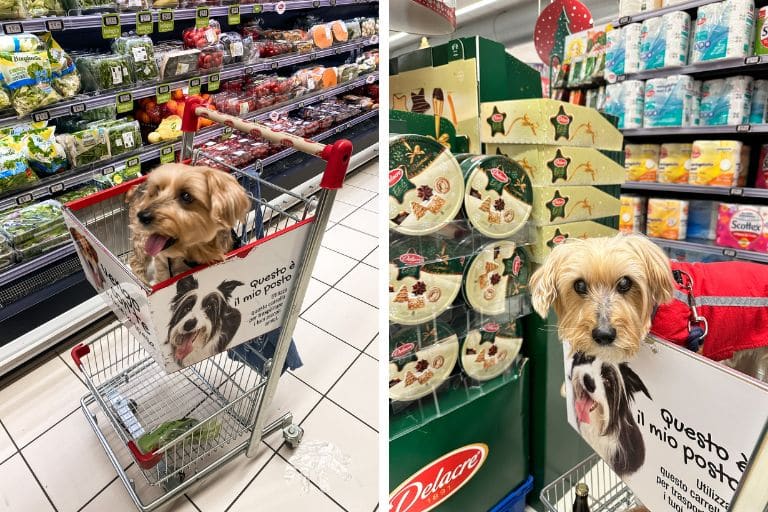 Moving to Italy with a Dog: Expat Relocation Guide italy with a dog